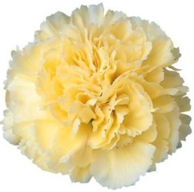 Carnation Rodas yellow 60 A1 Carnation Rodas 60 A1 TURFLOR SAS CO buy wholesale on M-Flowers
