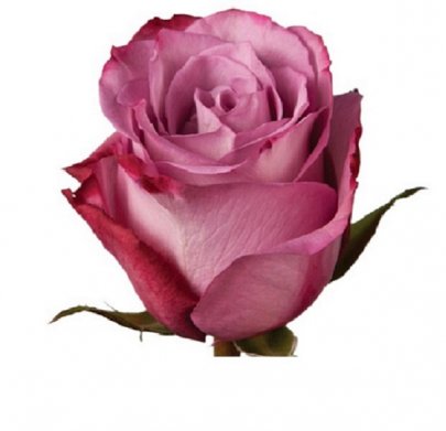 Rose Opus 70 A1 Flower Village EC buy wholesale on M-Flowers