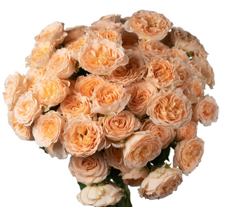 Garden Spray Rose Mineola 40 A1 FRESH EXCHANGE FZCO KE comprar al por mayor en M-Flowers