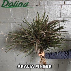 Aralia Finger green 60 A1 Dolina Israel Israel buy wholesale on M-Flowers