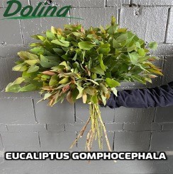 Eucalyptus Gomphocephala 70 A1 Dolina Israel IL buy wholesale on M-Flowers