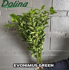 Evonimus Green 80 A1 Dolina Israel IL buy wholesale on M-Flowers