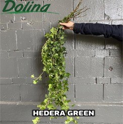 Hedera Green green 120 A1 Dolina Israel Israel buy wholesale on M-Flowers