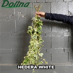 Hedera White 120 A1 Dolina Israel IL buy wholesale on M-Flowers