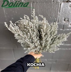 Kochia Scorap white 60 A1 Dolina Israel Israel buy wholesale on M-Flowers