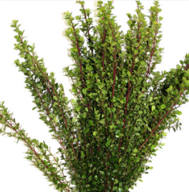 Mersina Mersina green 70 A1 Dolina Israel Israel buy wholesale on M-Flowers