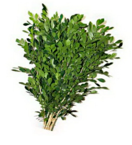 Murraya Murraya green 80 A1 Dolina Israel Israel buy wholesale on M-Flowers