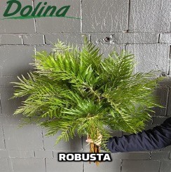 Grevillea Robusta 70 A1 Dolina Israel IL buy wholesale on M-Flowers