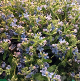 Tweedia Tweedia multicolor 60 A1 Tweedia Tweedia 60 A1 Dolina Israel IL buy wholesale on M-Flowers