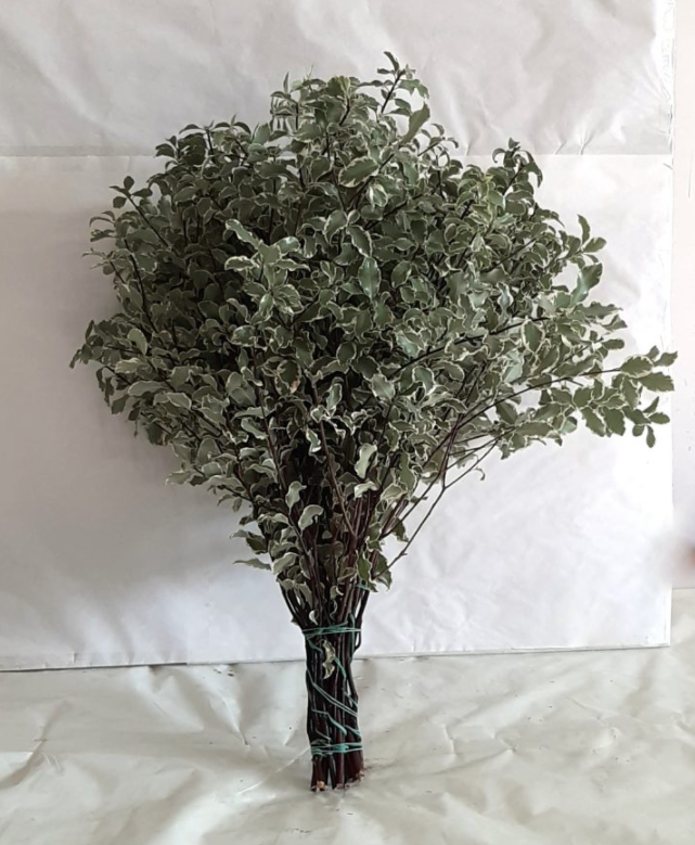 Pittosporum Italian 60 A1 Dolina Israel IL buy wholesale on M-Flowers