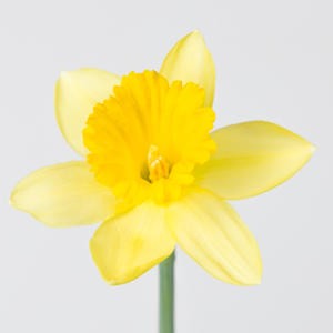 Narcissus Dutch Master 45 A1 Decorum NL купить оптом на M-Flowers