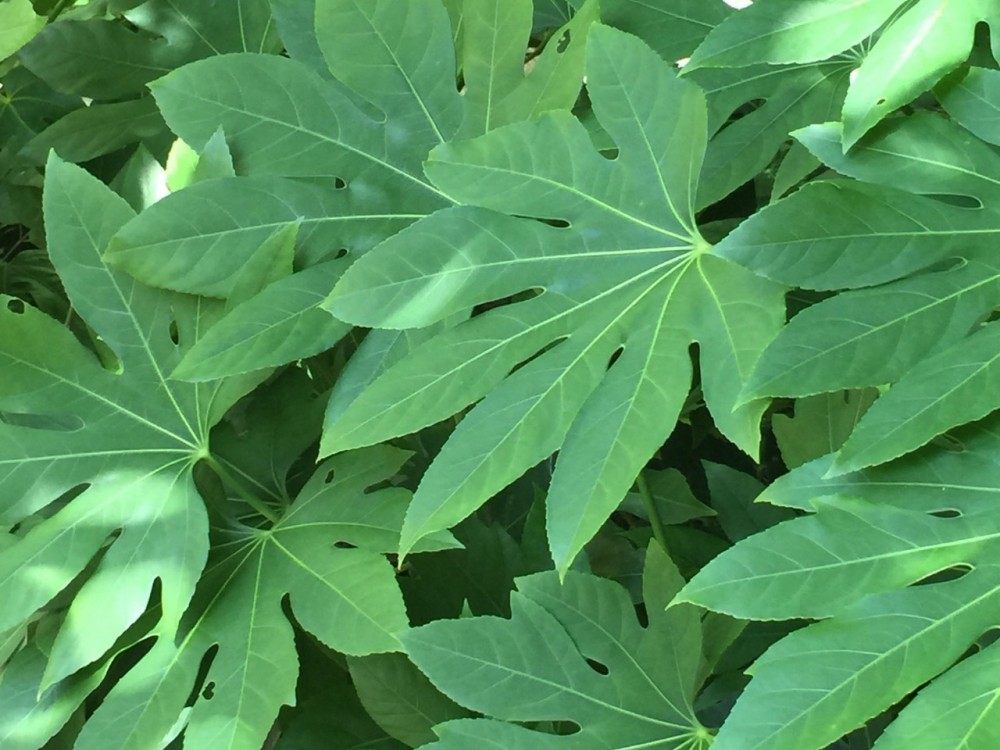 Aralia Big green 60 A1 Dolina Israel Israel buy wholesale on M-Flowers