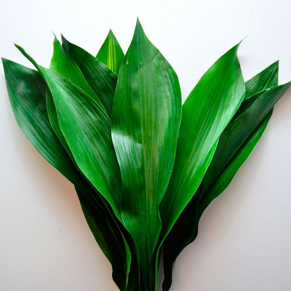 Aspidistra Aspidistra green 90 A1 Dolina Israel Israel buy wholesale on M-Flowers