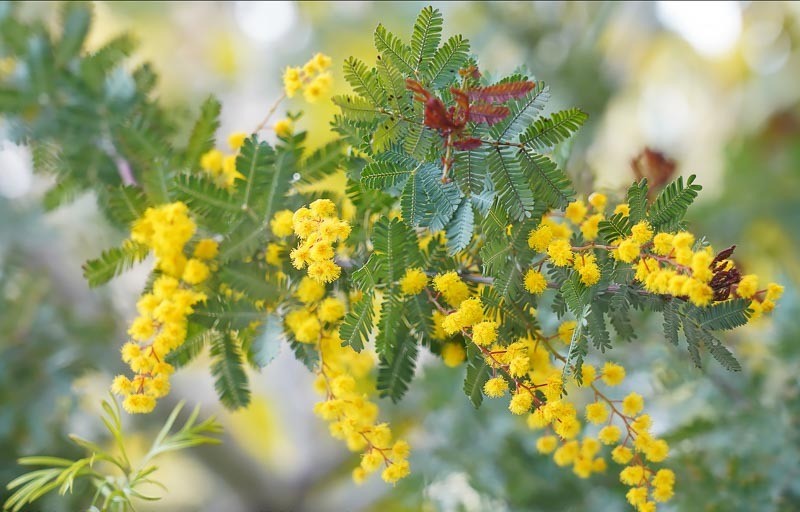 Acacia Baileya yellow 70 A1 Dolina Israel Israel buy wholesale on M-Flowers