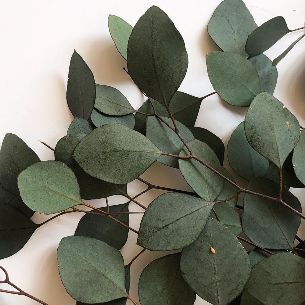 Eucalyptus Populus green 70 A1 Dolina Israel Israel buy wholesale on M-Flowers