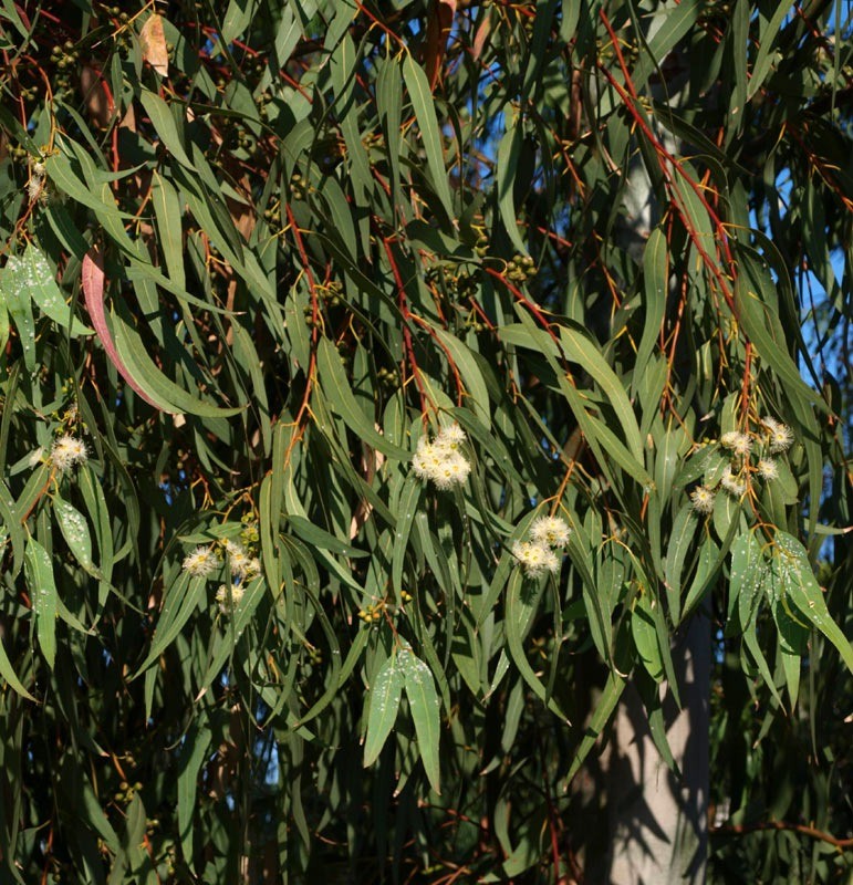 Eucalyptus Camaldulensis green 70 A1 Dolina Israel Israel buy wholesale on M-Flowers