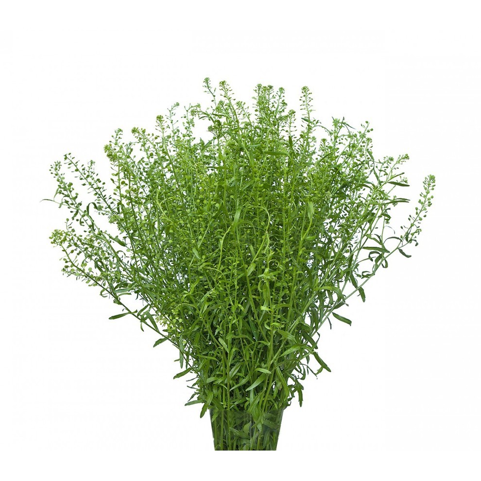 Green Bell Green Bell 60 A1 Dolina Israel IL buy wholesale on M-Flowers