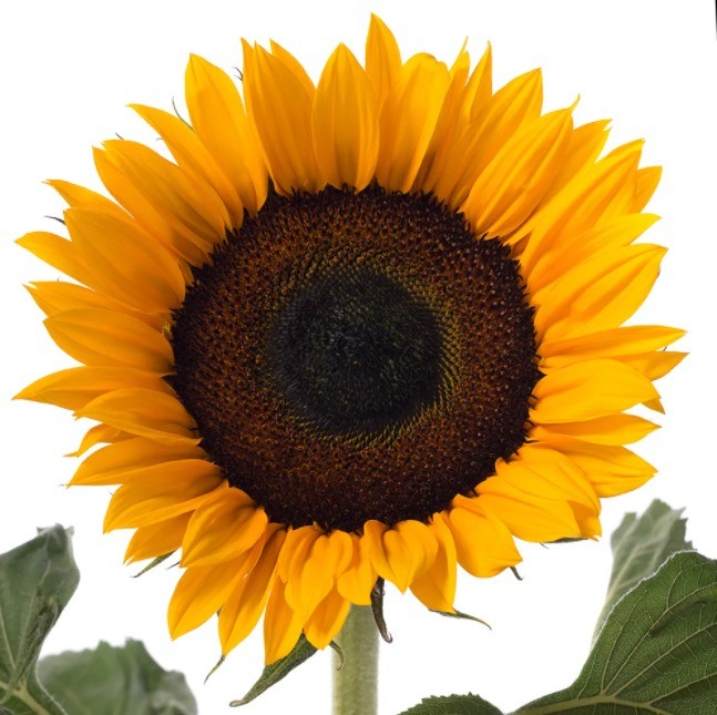 Helianthus Helianthus Big yellow 80 A1 Dolina Israel Israel buy wholesale on M-Flowers