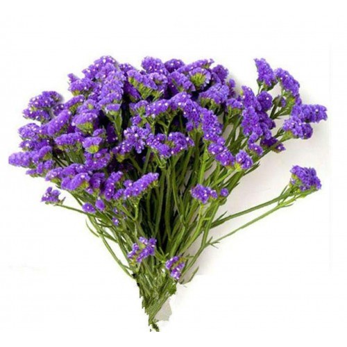 Statice Statiza 60 A1 Dolina Israel IL buy wholesale on M-Flowers