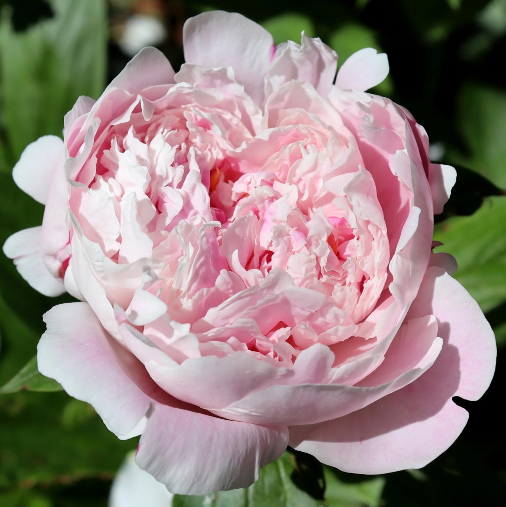 Peonies Sarah Bernhardt light-pink 60 A1 Groot & groot Netherlands comprar al por mayor en M-Flowers