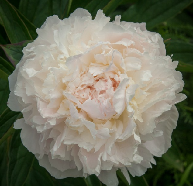 Peonies Mary Nicholls 50 A1 My Peony NL buy wholesale on M-Flowers