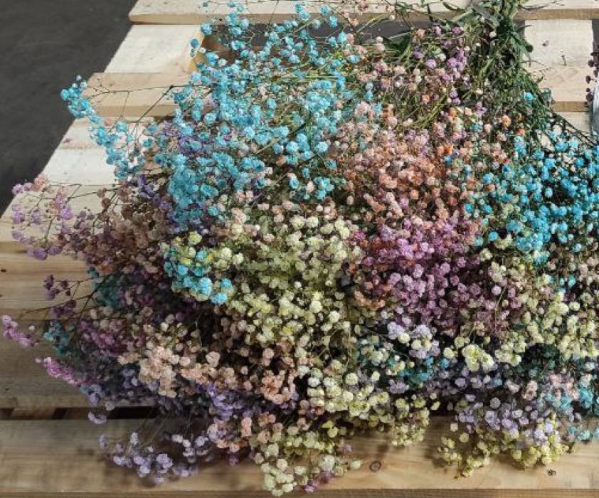 Gypsophila Dolina Painted mix multicolor 80 A1 Dolina Israel Israel buy wholesale on M-Flowers