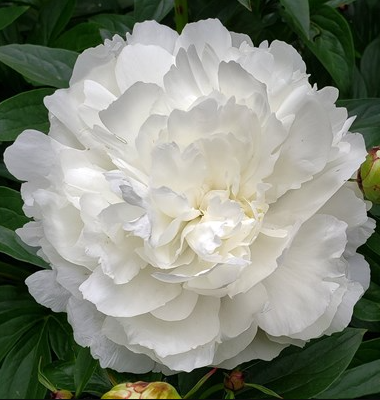 Peonies Duchesse de nemours 45 A1 My Peony NL buy wholesale on M-Flowers