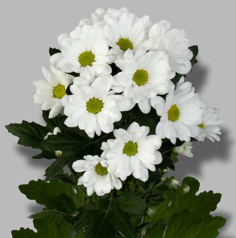 Chr t Ilonka white 70 A1 QUALITY FLOWER Netherlands купить оптом на M-Flowers