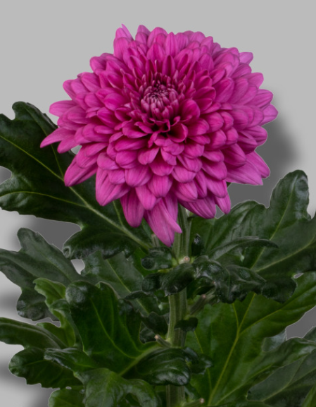 Chr G Lamira dark-pink 70 A1 Decorum Netherlands купить оптом на M-Flowers