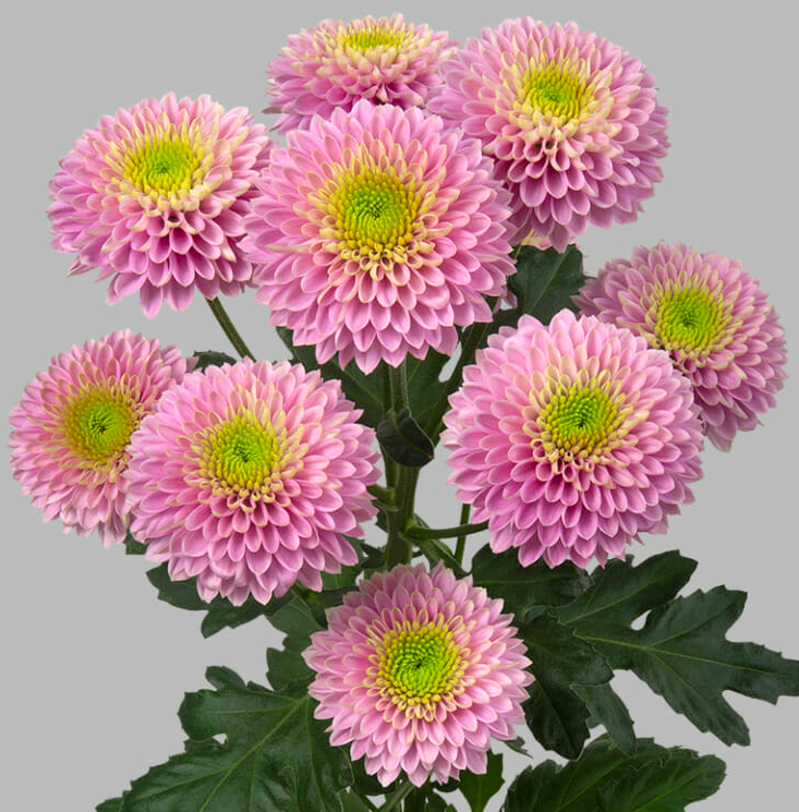 Chr G Souvenir pink 70 A1 Zentoo Netherlands buy wholesale on M-Flowers