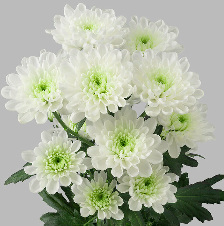 Chr t Altaj white 70 A1 Linflowers Netherlands купить оптом на M-Flowers