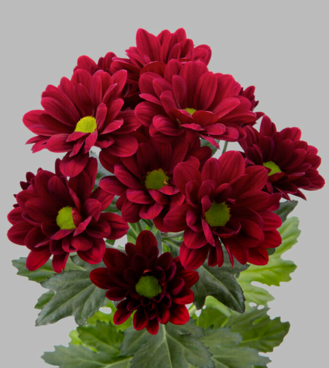 Chr t Mexicano 70 A1 Decorum NL buy wholesale on M-Flowers