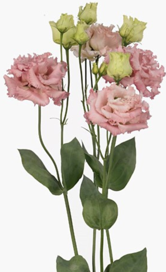 Eustoma Alissa Light Pink 72 A1 Lugt NL buy wholesale on M-Flowers