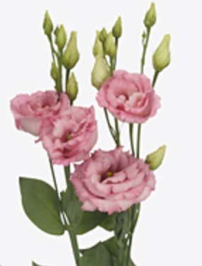 Eustoma Cotton Candy pink 72 A1 Lugt Netherlands buy wholesale on M-Flowers