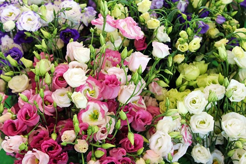 Eustoma Mix Alissa Kort 65 A1 Lugt NL buy wholesale on M-Flowers