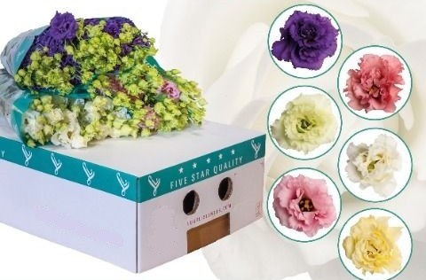 Eustoma Mix Alissa Lang 72 A1 Lugt NL buy wholesale on M-Flowers