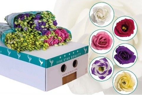 Eustoma Mix Dubbel Kort multicolor 65 A1 Lugt Netherlands buy wholesale on M-Flowers