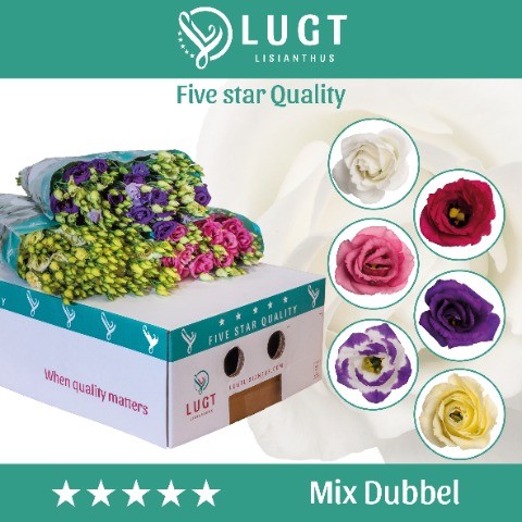 Eustoma Mix Dubbel Lang multicolor 72 A1 Lugt Netherlands comprar al por mayor en M-Flowers