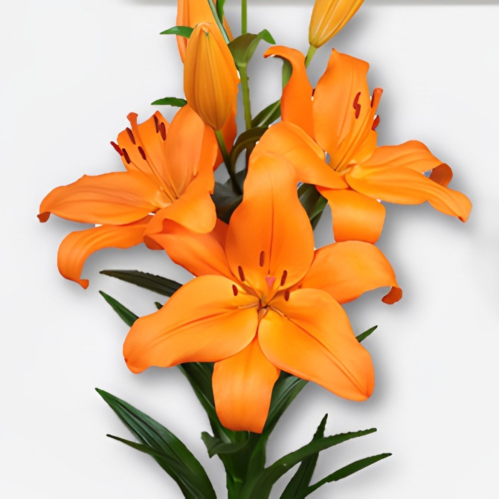 li la CORTONA 4+ 85 A1 Qualily NL buy wholesale on M-Flowers