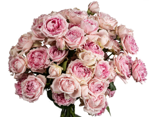 Garden Spray Rose Candy flow 40 A1 FRESH EXCHANGE FZCO KE comprar al por mayor en M-Flowers