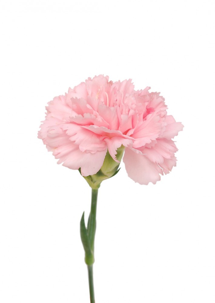 Carnation Light pink pink 70 A1 Coexflor Ecuador buy wholesale on M-Flowers