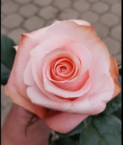 Rose (ZC ROSES) | M-flowers – mercado mayorista de flores