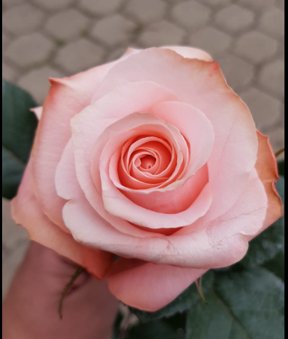 Rose Be Sweet peach 50 A1 Nycol Roses Ecuador buy wholesale on M-Flowers