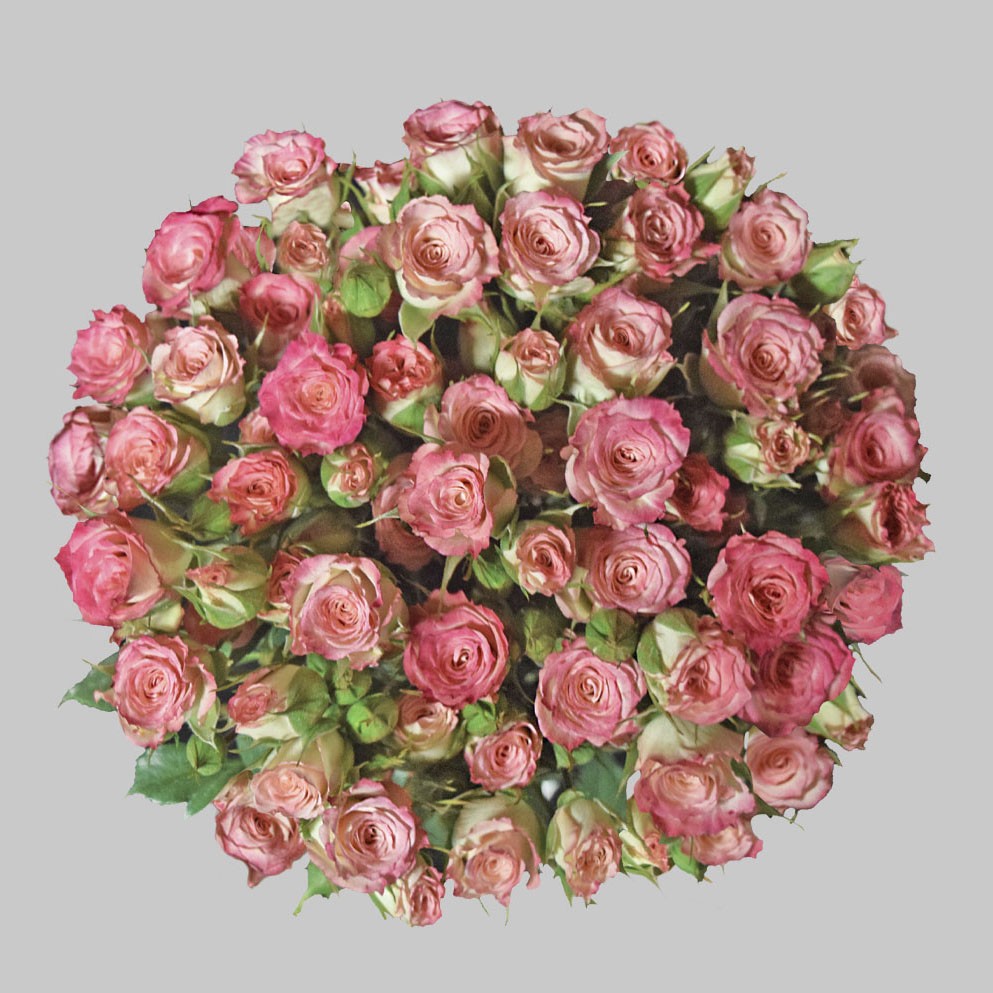 Spray roses Blush Majolika multicolor 50 A1 Spray roses Blush Majolika 50 A1 Pro Plan EC buy wholesale on M-Flowers