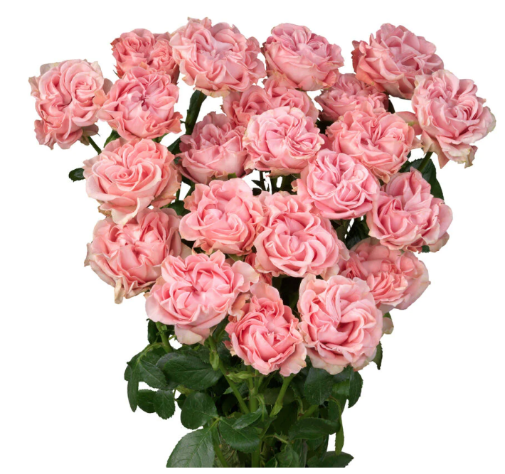 Garden Spray Rose Chic Flow 70 A1 RED LANDS ROSES LTD KE comprar al por mayor en M-Flowers
