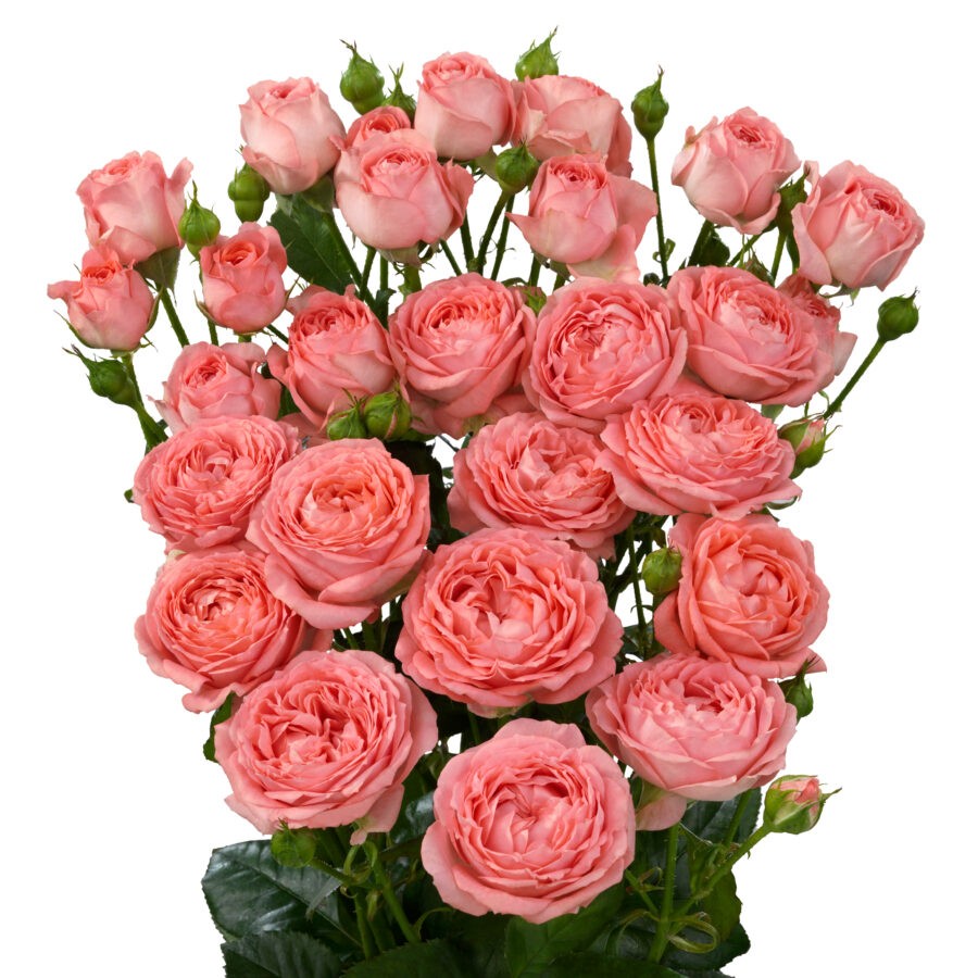 Garden Spray Rose Femke 40 A1 SIAN ROSES KE купить оптом на M-Flowers