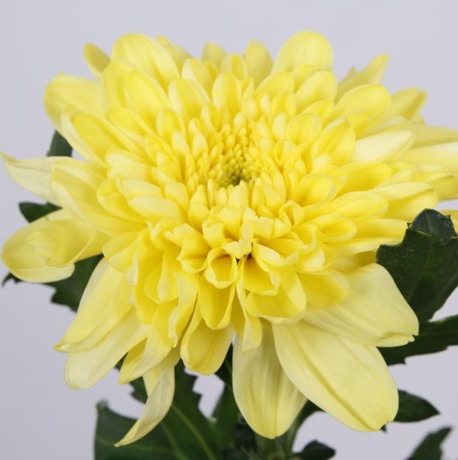 Chr G Zembla Yellow 70 A1 QUALIFERUS RU buy wholesale on M-Flowers