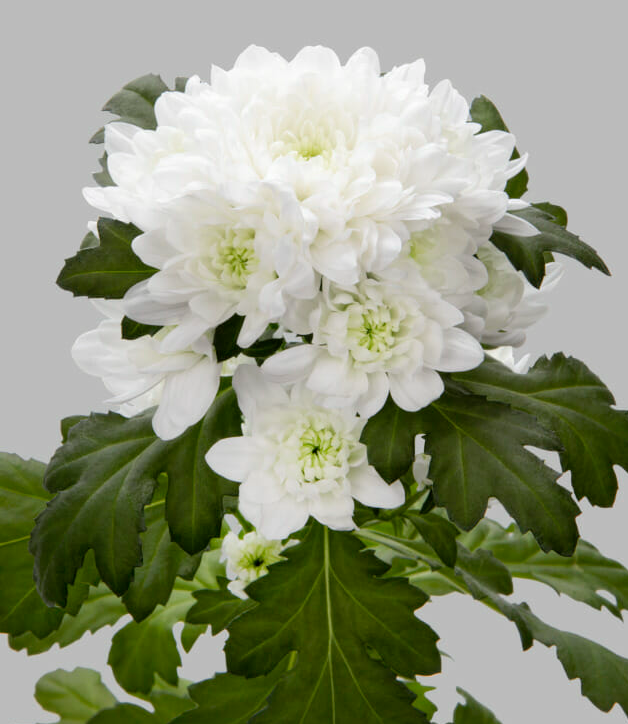 Chr San Baykal white 55 A1 Zentoo Netherlands buy wholesale on M-Flowers