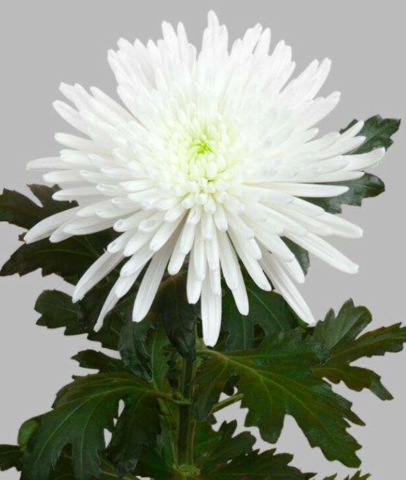 Chr G TOPSPIN white 70 A1 Zentoo Netherlands buy wholesale on M-Flowers