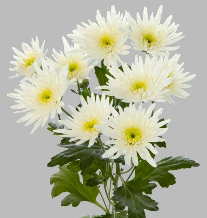 Chr t Delianne 70 A1 Decorum NL buy wholesale on M-Flowers